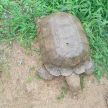 420-year-old tortoise at Alaafin’s palace dies in Oyo
